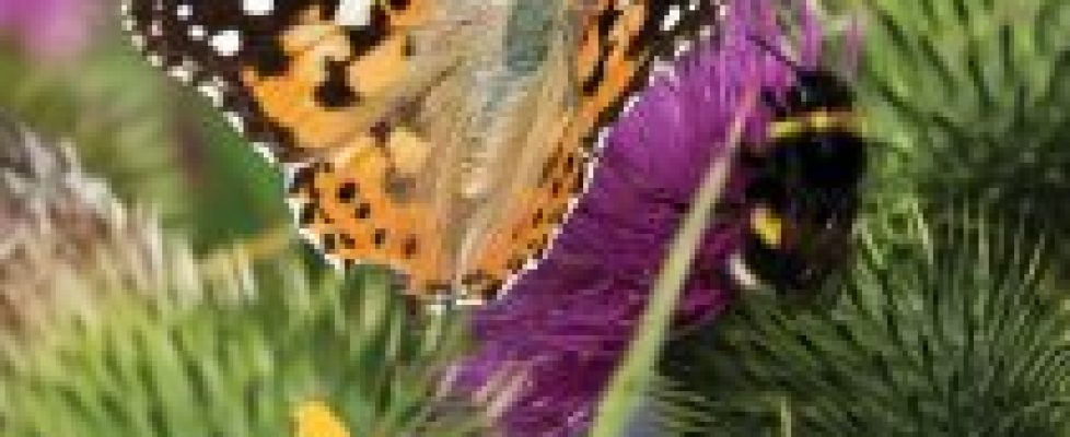 2020-Guidebook-Cover-