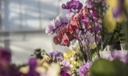 Colourful-orchids-©Love-Orchids