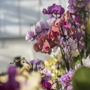 How to keep your orchids blooming in the summer heat