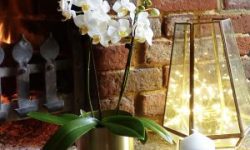 Mini-Sparkling-Orchid-Gold