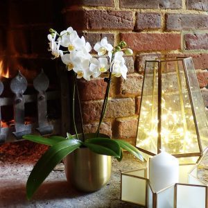 Mini-Sparkling-Orchid-Gold