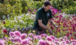 Dahlia Maintenance Newby Hall North Yorkshire