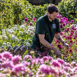 Rock garden rarities and dazzling dahlias to entice at Newby Hall in 2021