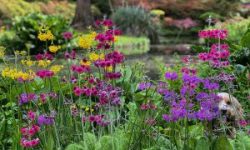 Exbury-Spring_MLA_3-low