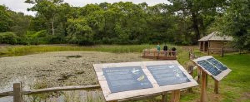 Exbury-Gardens-dragonfly-pond