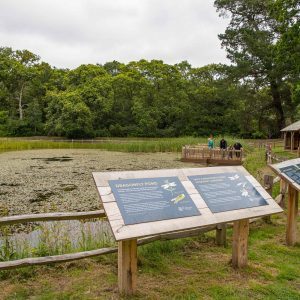 Importance of garden wildlife ponds highlighted as ‘Dragonfly Hotspot’ proves a flying success at Exbury Gardens