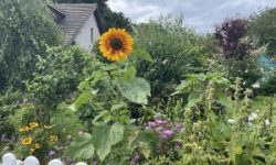 Sunflower-Dreams-Nairn-Sunflower