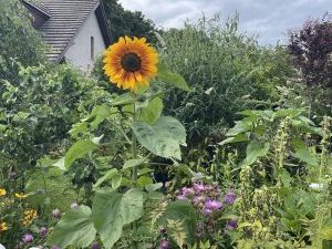 Sunflower-Dreams-Nairn-Sunflower