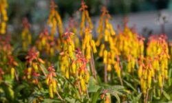 Exbury lachenalias