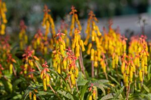 Exbury lachenalias