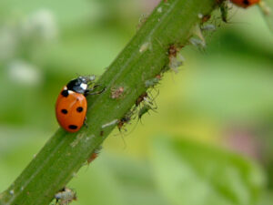 Ladybird and aphids pests diseases credit gardenorganic.org.uk